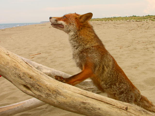 volpe nel parco della maremma