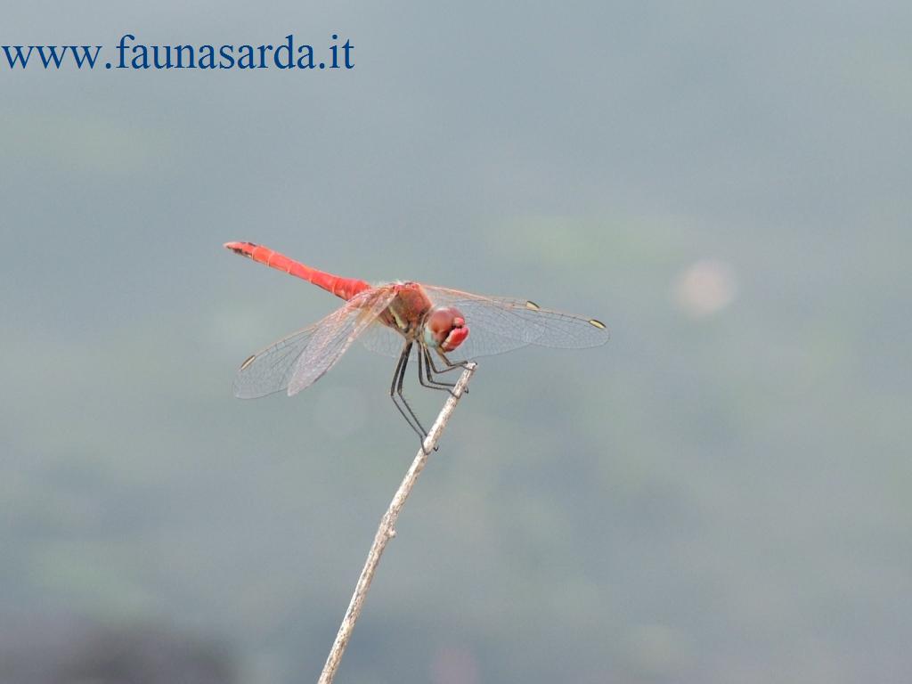 Libellule dalla Sardegna