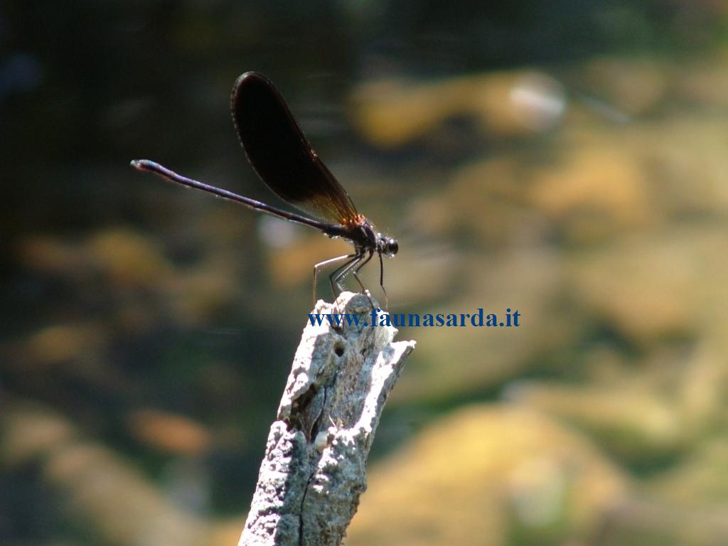 Libellule dalla Sardegna