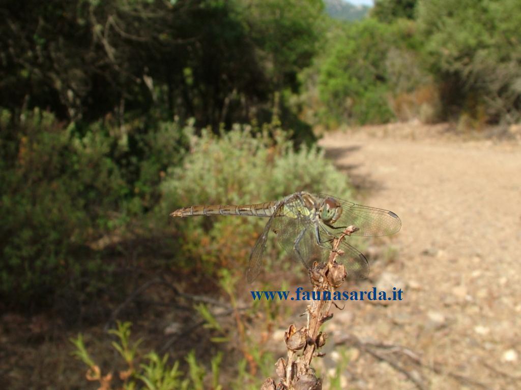 Libellule dalla Sardegna