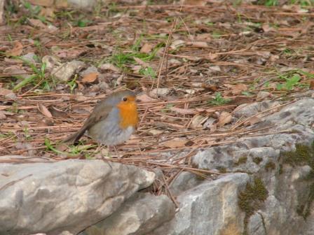 Pettirosso amichevole