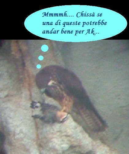 Avifauna humor