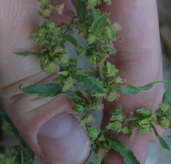 Rumex pulcher / Romice cavolaccio