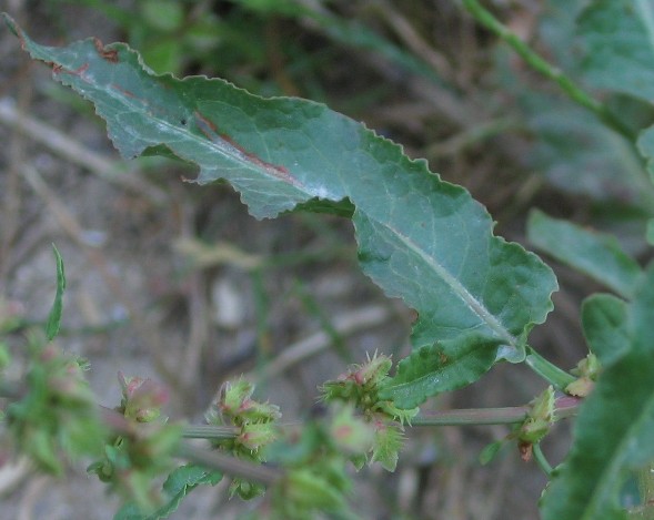 Rumex pulcher / Romice cavolaccio