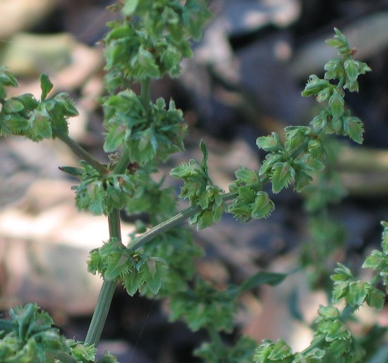 Rumex pulcher / Romice cavolaccio