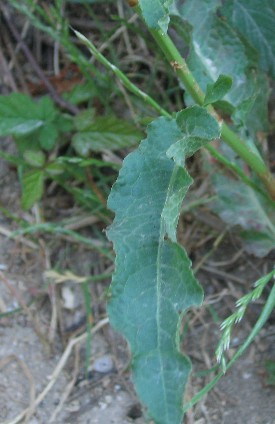 Rumex pulcher / Romice cavolaccio