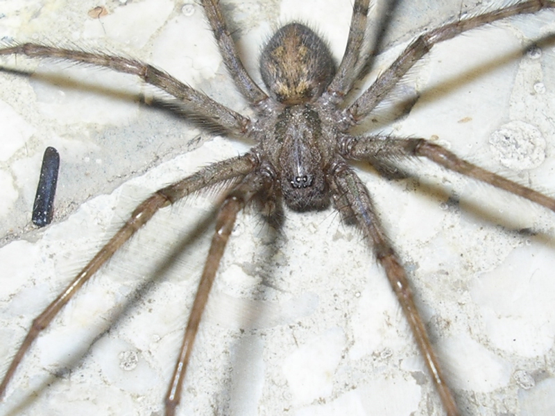 Tegenaria sp.