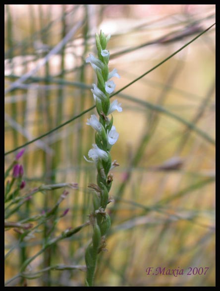 Spiranthes aestivalis (Lam.) L.C. Rich.