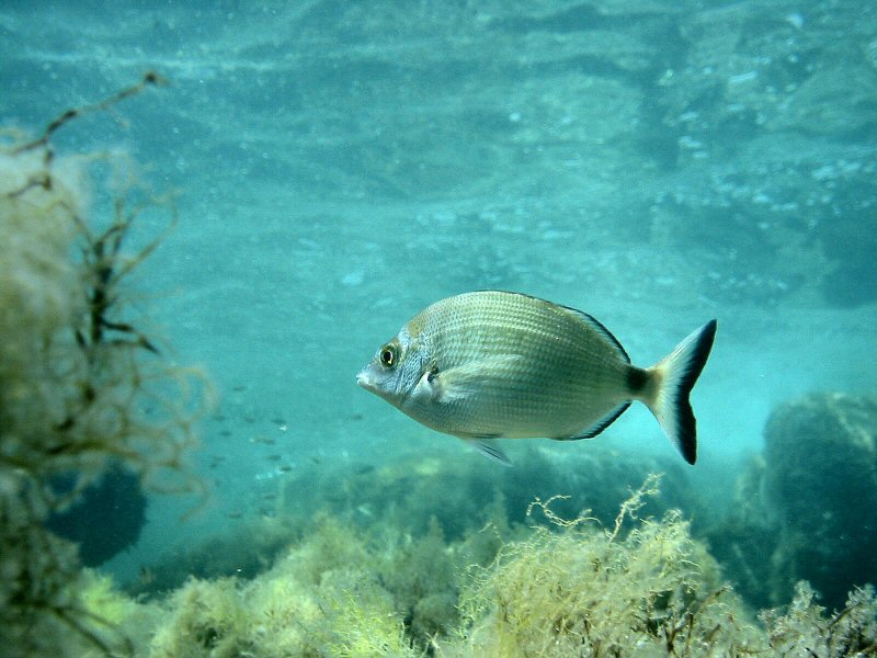 Diplodus puntazzo (Sarago pizzuto)