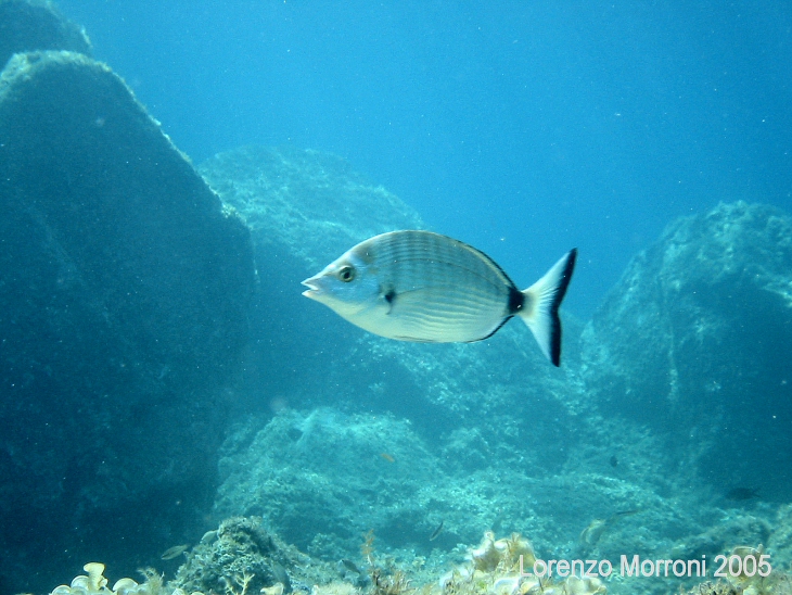 Diplodus puntazzo (Sarago pizzuto)