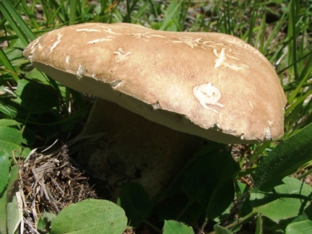 A funghi nell''Agordino