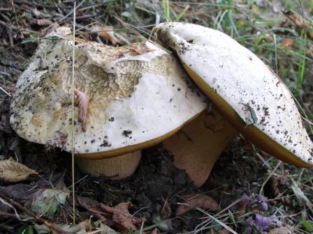 Boletus satanas