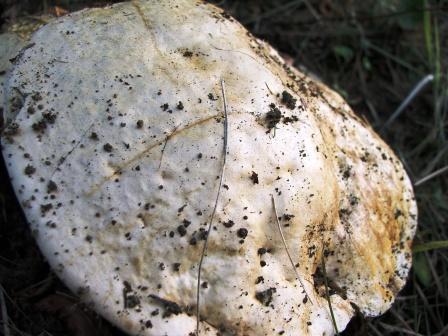 Boletus satanas