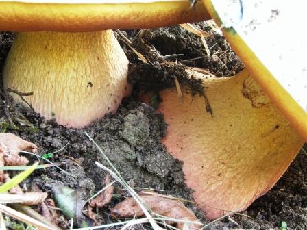 Boletus satanas