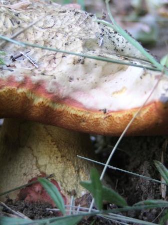 Boletus satanas