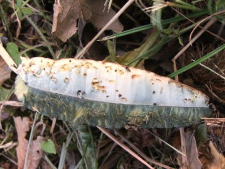 Boletus satanas