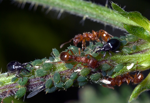 Myrmica sp., Afidi azzurri e Apion sp.