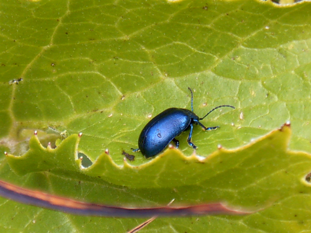 Chrysomelidae - Oreina cacaliae?