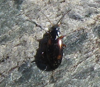 Bembidion? No, Ocydromus sp.