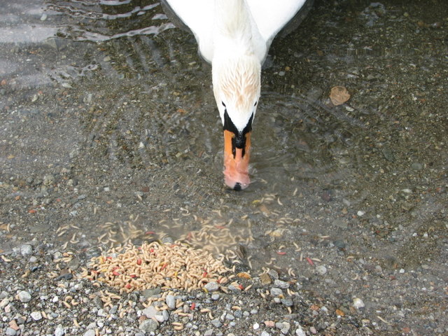 Avifauna humor