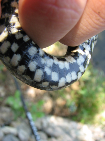 Natrix tassellata....a palate!!