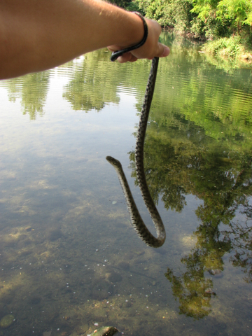 Natrix tassellata....a palate!!