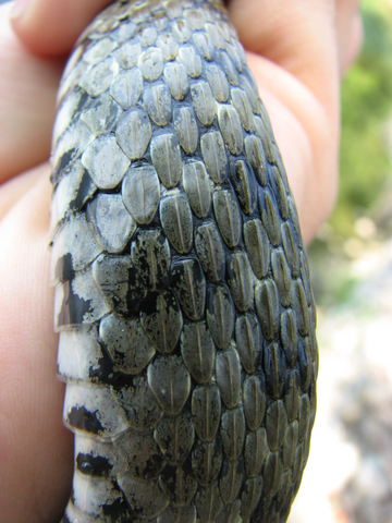 Natrix tassellata....a palate!!