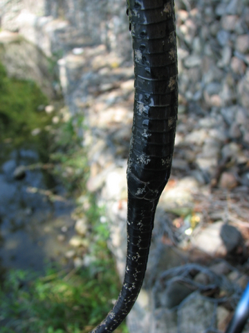 Natrix tassellata....a palate!!