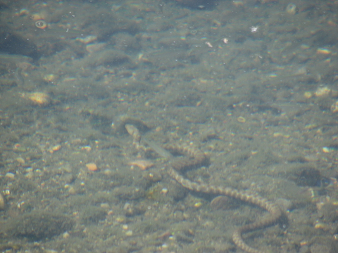 Natrix tassellata....a palate!!