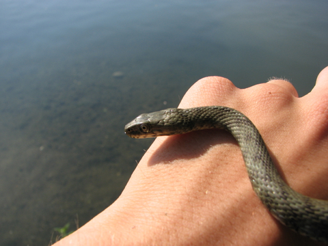 Natrix tassellata....a palate!!