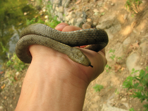 Natrix tassellata....a palate!!