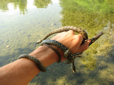 Natrix tassellata....a palate!!