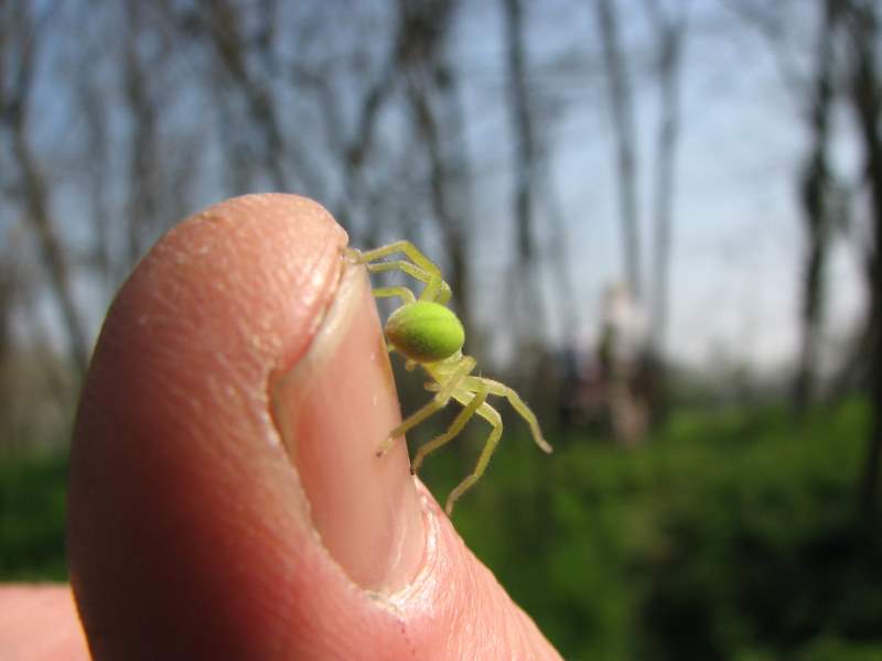 Micrommata virescens