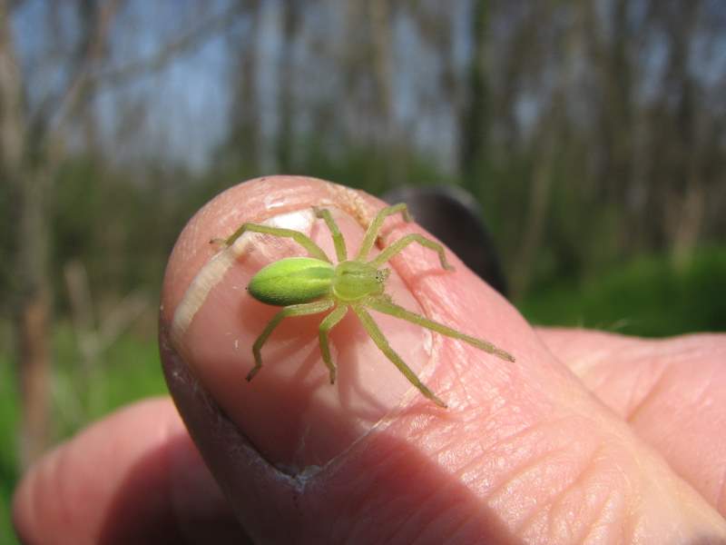 Micrommata virescens