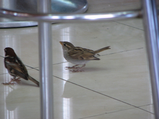 Uccelli in Tunisia