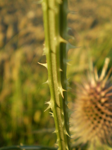 Dipsacus fullonum / Scardaccione selvatico