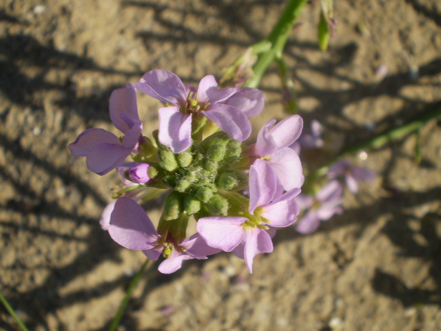 Cakile maritima/ Ravastrello marittimo, ruchetta di mare