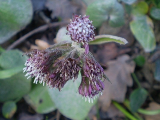 Petasites fragrans