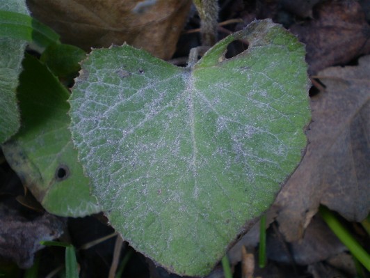 Petasites fragrans