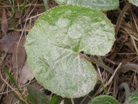 Petasites fragrans