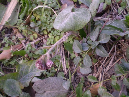 Petasites fragrans