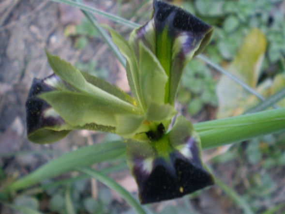 Iris tuberosa / Bellavedova