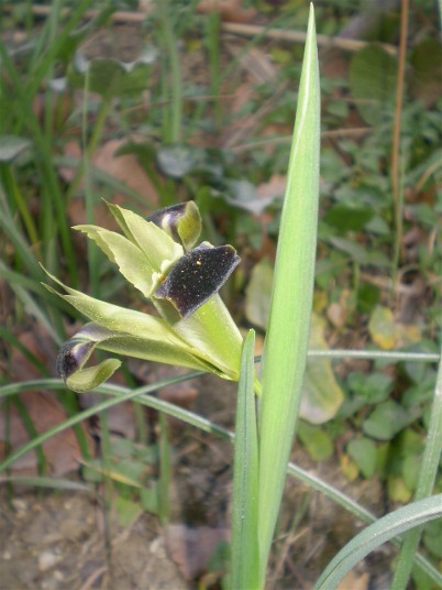 Iris tuberosa / Bellavedova