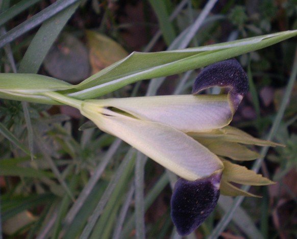 Iris tuberosa / Bellavedova