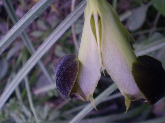 Iris tuberosa / Bellavedova