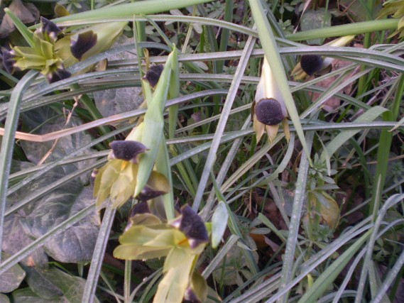 Iris tuberosa / Bellavedova