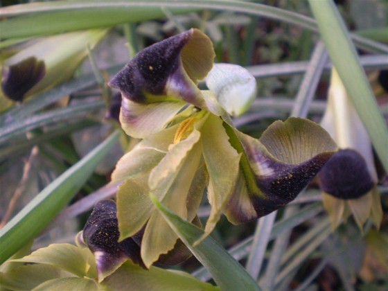 Iris tuberosa / Bellavedova