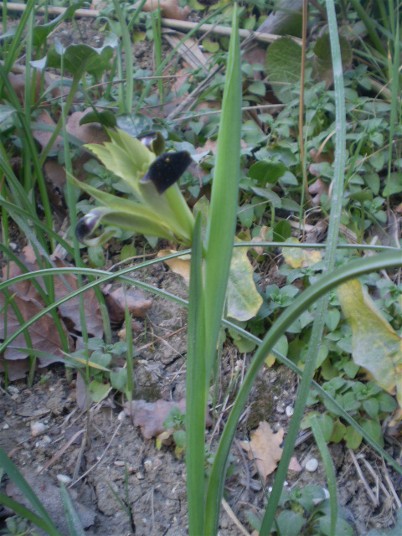 Iris tuberosa / Bellavedova