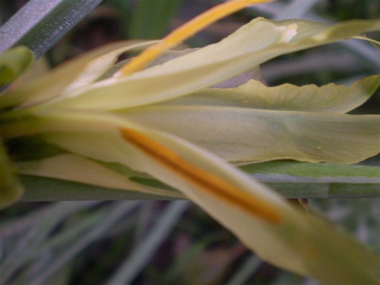 Iris tuberosa / Bellavedova