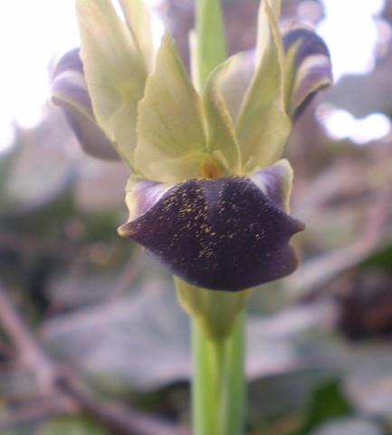 Iris tuberosa / Bellavedova